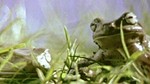 Frog Jesus