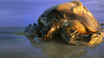 Lonesome George and the Battle for Galapagos