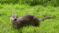 Tarka the Otter: Episode 2
