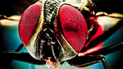 The Parasite: The Parasite