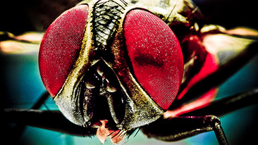 The Parasite