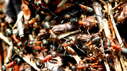 A Year in the Life of Ants: Episode 4