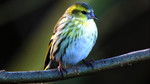 A Guide to Woodland Birds: The Big Stuff!