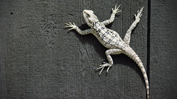 Born to be Wild: Reptiles and Amphibians