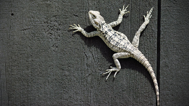 Born to be Wild: Reptiles and Amphibians