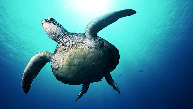 Natural World: A Turtle's Guide to the Pacific