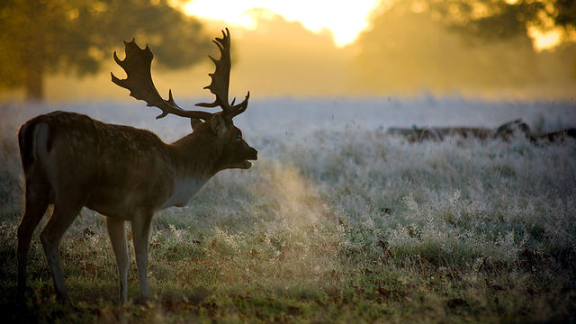 Kill It, Cook It, Eat It: Series 3: Deer