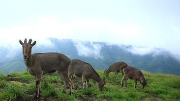 Natural World: 2008-2009: The Mountains of the Monsoon