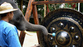 Animals at Work - Series 1: 3. Prathida Elephant Orchestra
