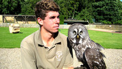 Animals at Work: 4. Misty the Owl