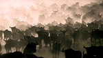 Nature's Great Events: The Great Migration