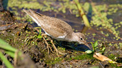 A Guide to Water Birds: 5. River Birds