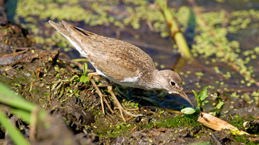 A Guide to Water Birds: River Birds