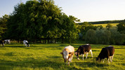 Farming Today: Mon, 29 Jun 2009
