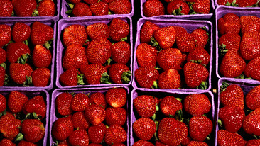 Farming Today: 10/07/2009