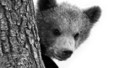 Afternoon Reading - Bears of England: 3. Sewer Bears