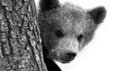 3. Sewer Bears: Bears of England
