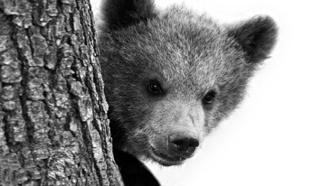 Afternoon Reading: Bears of England: Sewer Bears