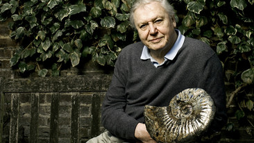 David Attenborough's Life Stories: Bower Birds