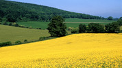 Open Country: Sussex Visions