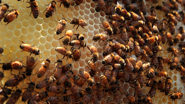 Animals at Work: Series 2: Billy Bee Boy