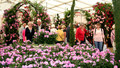 Hampton Court Palace Flower Show - 2009: Episode 1
