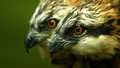 A Life With ... - Series 5: 3. Ospreys