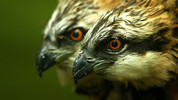 A Life With ...: 3. Ospreys