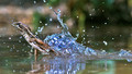 Life: 2. Reptiles and Amphibians