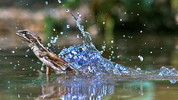 2. Reptiles and Amphibians: Life