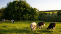 Farming Today: Mon, 02 Nov 2009