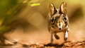 Life: 3. Mammals