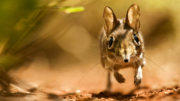 Life: Mammals