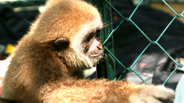 Inside Life: Gibbons