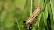 The Living World: Autumn Crickets