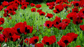 Remembrance Service: Sun, 08 Nov 2009