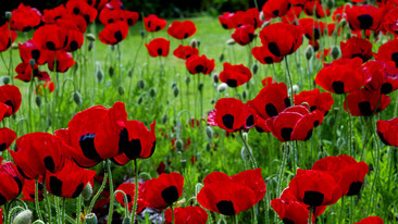 Remembrance Service: 08/11/2009