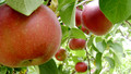 Beechgrove Potting Shed: Sun, 08 Nov 2009