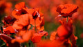 Armistice Day Silence: Wed, 11 Nov 2009