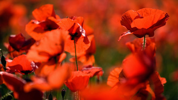 Armistice Day Silence