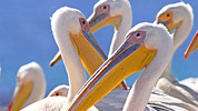 Life: 5. Birds