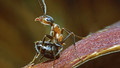 Life: 6. Insects
