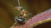 6. Insects: Life