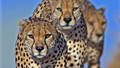 Life: 7. Hunters and Hunted