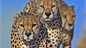 Life: 7. Hunters and Hunted