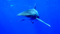 Panorama: Swimming with Loan Sharks