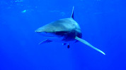 Swimming with Loan Sharks: Swimming with Loan Sharks