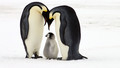 Natural World - 2009-2010: 5. Bringing Up Baby