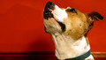 Book of the Week - The Hair of the Dog and Other Scientific Surprises: Episode 1