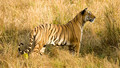 Inside Life: 7. Tigers